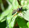 Exetastes calobatus